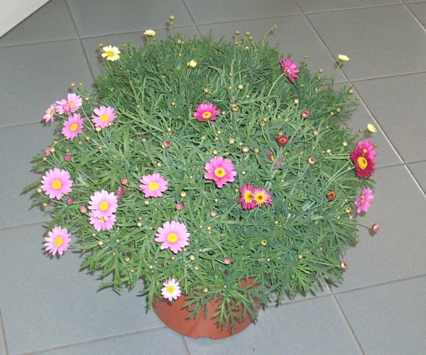 Margeriten, Busch 25/60 cm Trio PP-Nr.: IT-07-0526