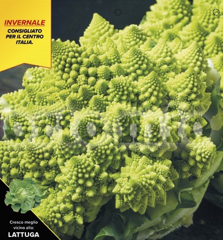 Blumenkohl, 6er Tasse cm Winter-Romanesco, Sorte Lazio (F1) PP-Nr.: IT-08-1868