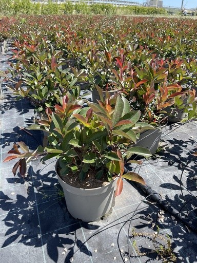 Photinia, Busch 26/55 cm Red Robin PP-Nr.: IT-16BT0373