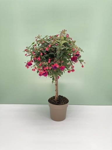 Fuchsia, Stamm 17/70 cm hybrida PP-Nr.: IT-16BT0373