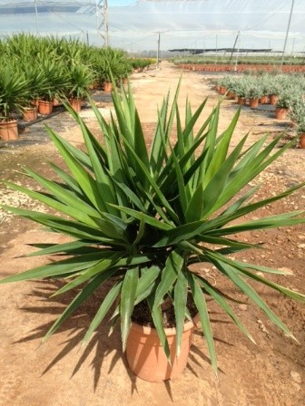 Yucca, Stamm 30/70 cm