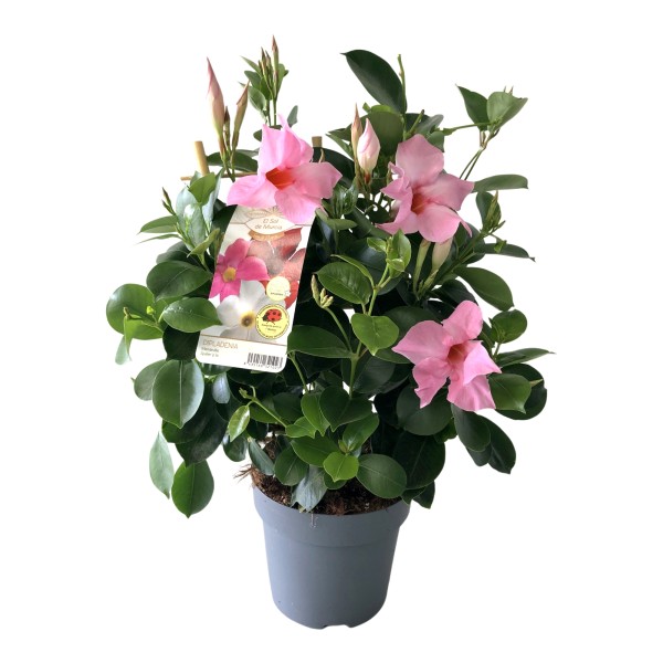 Dipladenia, Spalier 14/40 cm PP-Nr.: ES 14 30 3185