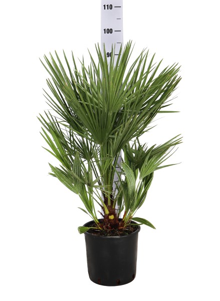Chamaerops, Busch 22/80 cm humilis PP-Nr.: IT-19-0066