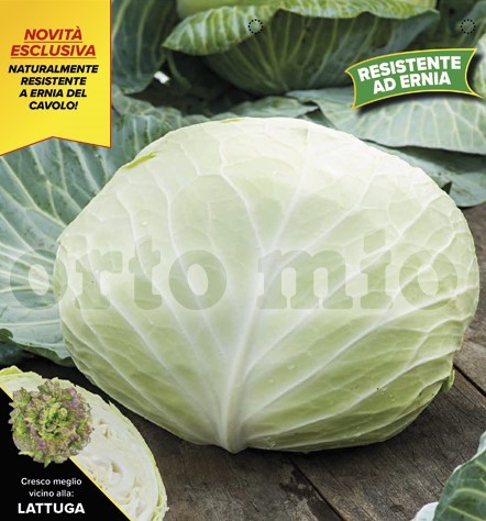 Kraut, 6er Tasse cm Herbstkraut, Sorte Betti; resistent gegen Kohlhernie PP-Nr.: IT-08-1868