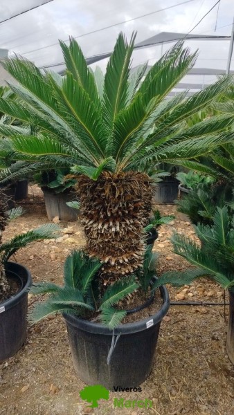 Cycas Revoluta, Stamm 70LT/170 cm PP-Nr.: ES-17-46/1610
