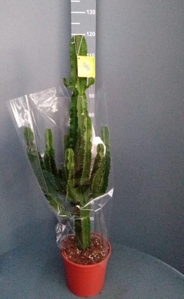 Euphorbia, 21/90 cm erythraea - Wüstenkaktus PP-Nr.: IT-07-0526