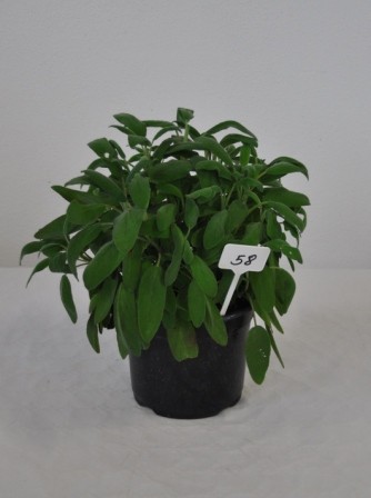 Salbei, Busch 18/40 cm Gewürze PP-Nr.: IT-07-0526