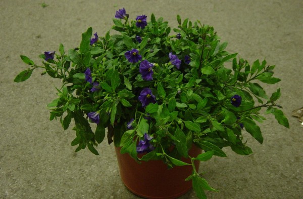 Solanum, Busch 25/60 cm rantonnettii - Enzianstrauch PP-Nr.: IT-07-0526