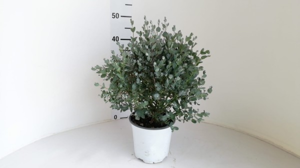 Eucalypthus , Busch 17/50 cm gunni PP-Nr.: IT-16-0165
