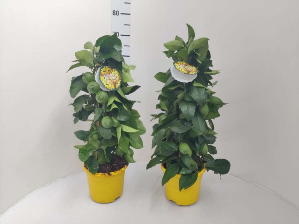 Citrus, Pyramide 19/65 cm limon lunario PP-Nr.: IT-16-0165