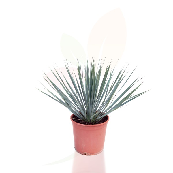 Yucca, Busch 20/45 cm Rostrata PP-Nr.: ES-17-46/1519