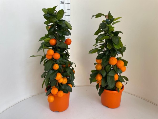 Citrus, Pyramide 19/65 cm red lime PP-Nr.: IT-16-0165