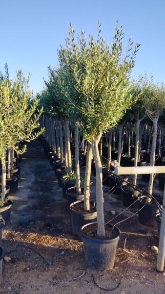 Oliven , Stamm 30 LT/200 cm alter Stamm PP-Nr.: ES-17-03/1974