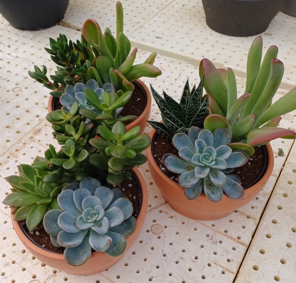 Kakteen , 18 cm Mix in der Schale PP-Nr.: ES 14 30 3185