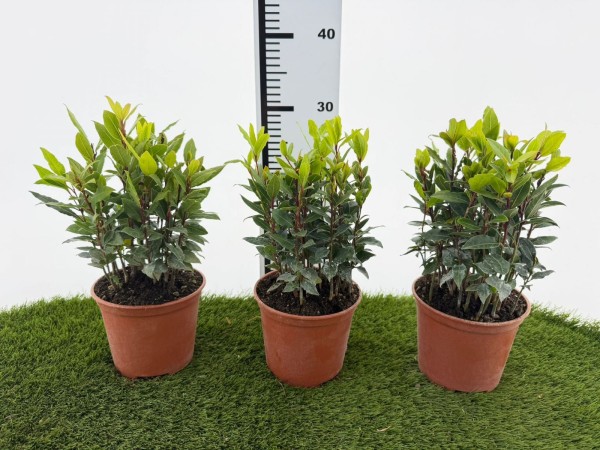 Laurus, Busch 14/20 cm nobilis - echter Lorbeer Gewürze PP-Nr.: IT-07-0526