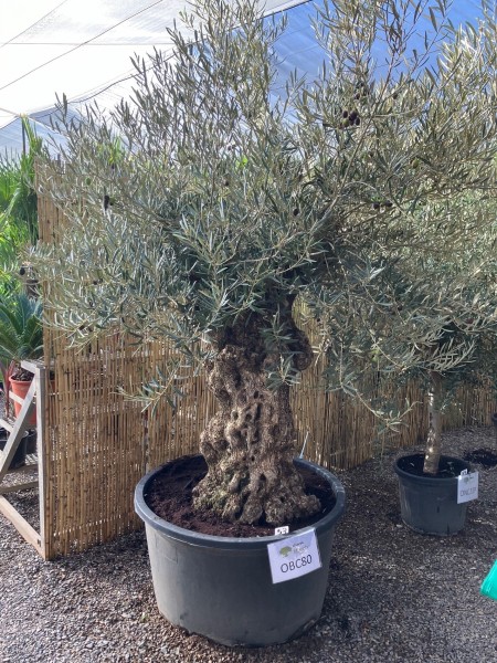 Oliven, Bonsai 285 Lt./220 cm PP-Nr.: ES-17-46/1610