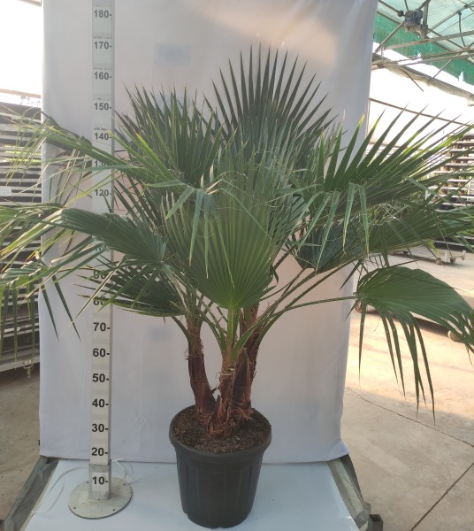 Washingtonia Robusta Gruppe, Stamm 30 LT/130 cm PP-Nr.: ES-17-46/1610