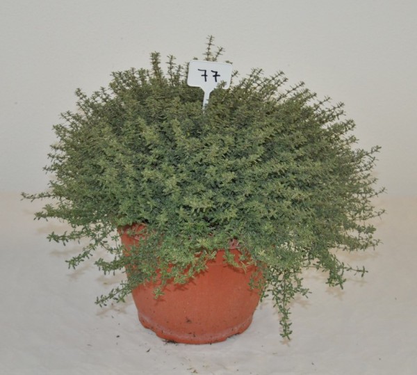 Thymian, Busch 30/60 cm vulgaris Gewürze PP-Nr.: IT-07-0526