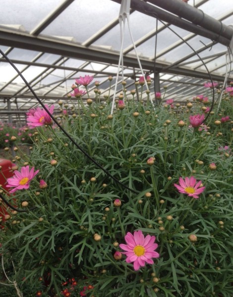 Margeriten, Ampel 20 cm rosa PP-Nr.: IT-07-0526