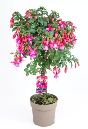 Fuchsia, Stamm 18/80 cm PP-Nr.: IT-07-0526