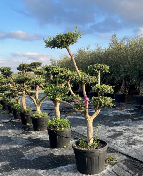 Oliven, Pon Pon 150 LT/250 cm Pon Pon PP-Nr.: ES-17-03/1974