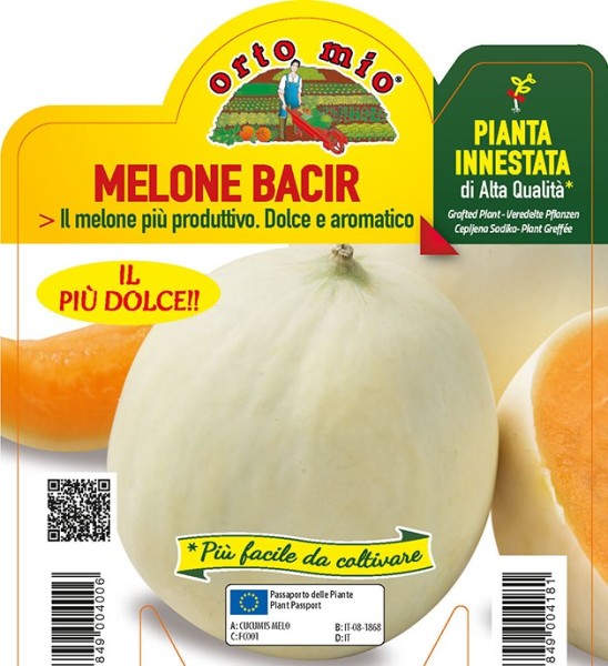 Melone veredelt, 14/30 cm Honigmelone, glatte Schale, Sorte Bacir (F1); resistent gegen Mahltau P