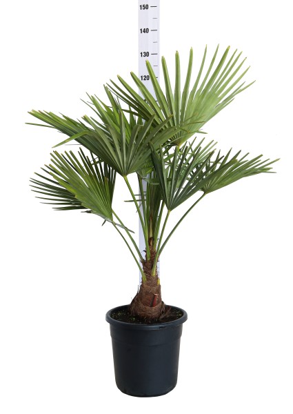 Chamaerops, Busch 28/95 cm excelsa (Trachycarpus fortuneii) PP-Nr.: IT-19-0066