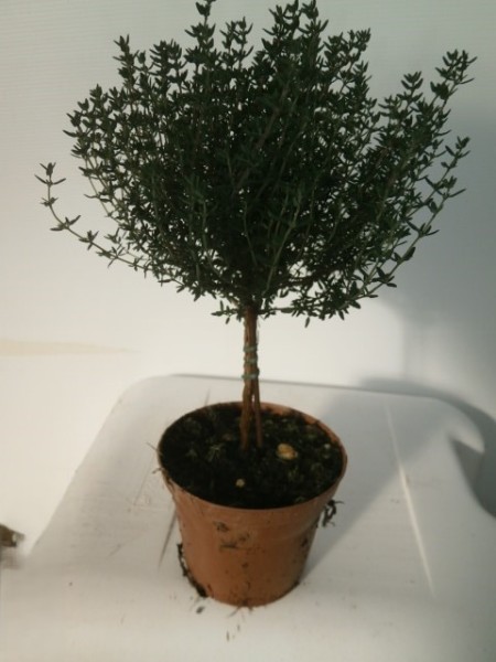 Thymian, Stamm 10/30 cm vulgaris Gewürze PP-Nr.: IT-07-0526