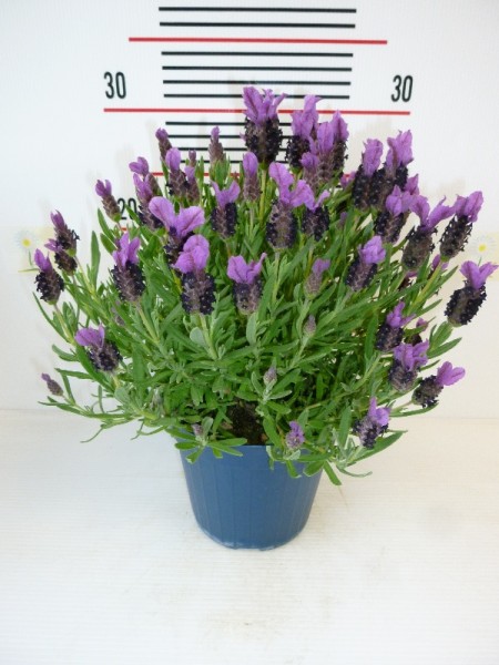 Lavendel, Busch 18/40 cm Stoechas Gewürze PP-Nr.: IT-07-0526