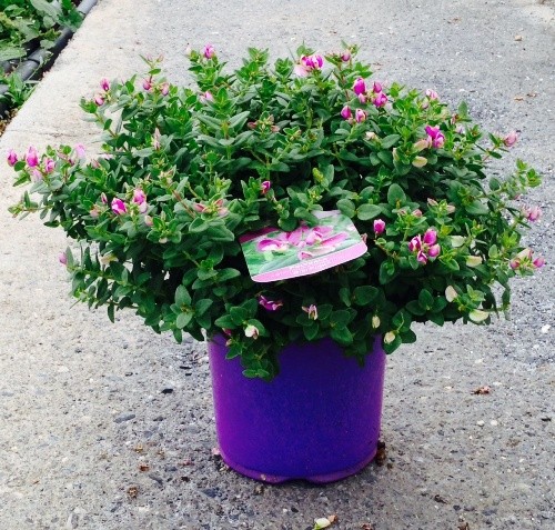 Polygala, Busch 18/50 cm myrtifolia - Kreuzblume PP-Nr.: IT-07-0526