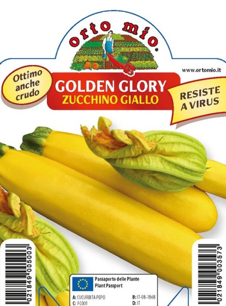 Zuchini, 10/20 cm gelb, Sorte Golden Glory (F1); resistent gegen Mosaik-Virus und Mehltau PP-Nr.: