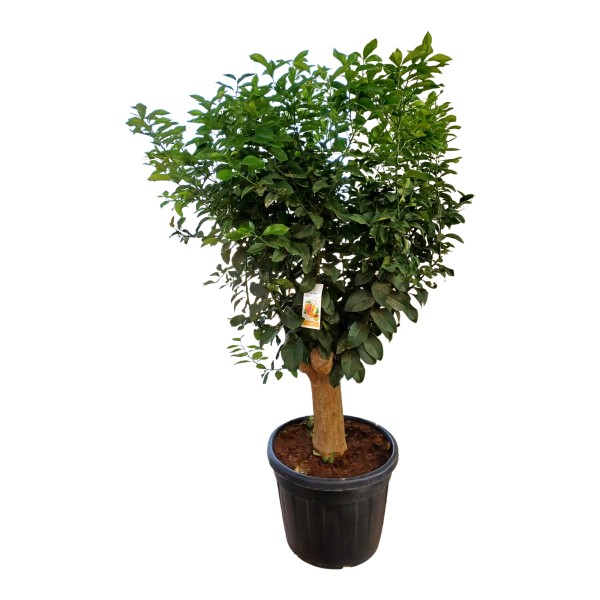 Citrus, Stamm 110 LT /250 cm Lemon PP-Nr.: ES 14 30 3185