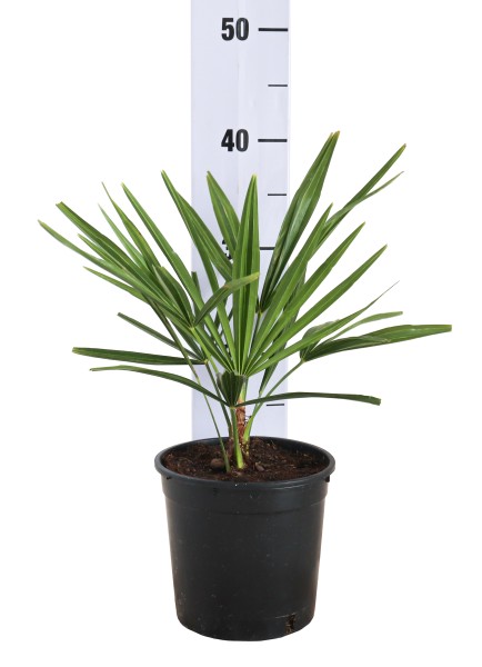 Chamaerops, Busch 14/35 cm excelsa (Trachycarpus fortuneii) färbiger Topf PP-Nr.: IT-19-0066