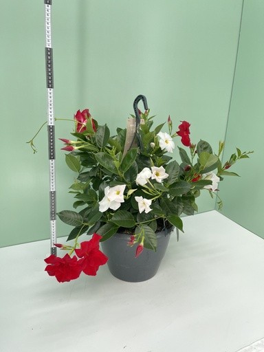 Dipladenia, Ampel 27/häng. cm bicolor PP-Nr.: IT-16BT0373