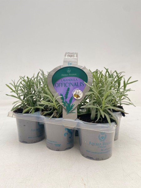 Lavendel, Busch 9 cm VIGO Tragpalette 6er Pack PP-Nr.: IT-07-0248