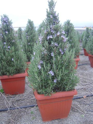 Rosmarin, Pyramide 30x30/130 cm officinalis Gewürze PP-Nr.: IT-07-0526