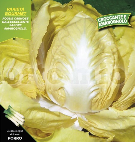 Chicoree, 9er Tasse cm gelb, Sorte Verdoro PP-Nr.: IT-08-1868