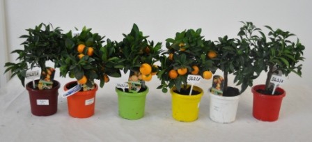 Citrus, Mini-Stamm 15/40 cm Myrtifolia - Chinotto PP-Nr.: IT-19-1627