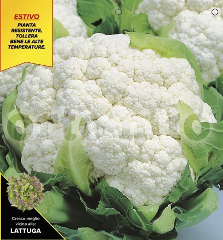 Blumenkohl, 6er Tasse cm Sommer-Blumenkohl, Sorte Concept (F1) PP-Nr.: IT-08-1868