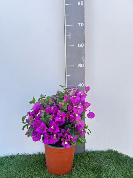 Bougainvillea, Busch 17/30 cm Alexandra PP-Nr.: IT-19-0282