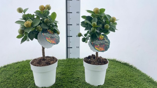Citrus, Ministamm 15/40 cm mitis calamondin PP-Nr.: IT-16-0165