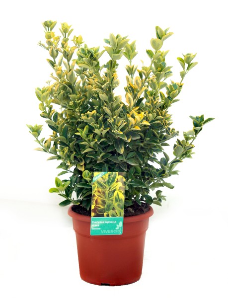 Euonymus, Busch 21/55 cm japonica - Aurea PP-Nr.: ES-17-46/1519