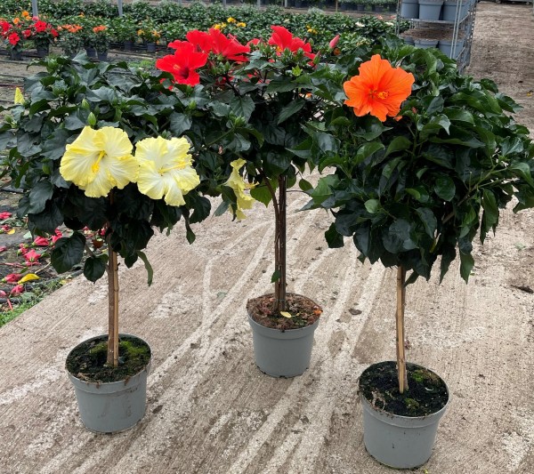 Hibiscus , Stamm 17/70 cm rosa sinensis PP-Nr.: IT-16BT0373
