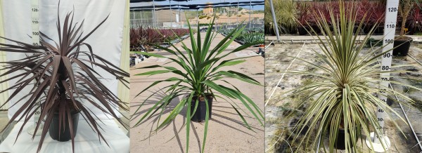 Cordyline Mix , Busch 30 LT/100 cm PP-Nr.: ES-17-46/1610