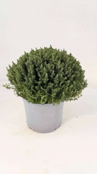 Thymian, Busch 18/40 cm vulgaris Gewürze PP-Nr.: IT-07-0526