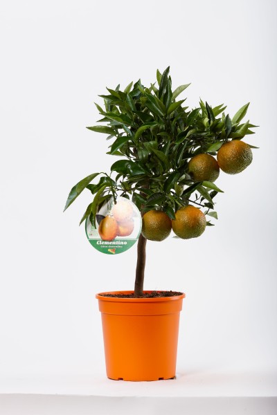 Citrus, Mini-Stamm 22/80 cm Clementina - Clementinen PP-Nr.: IT-19-1627