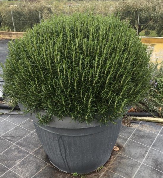 Rosmarin, Busch 65/80 cm officinalis Gewürze PP-Nr.: IT-07-0526