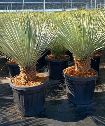 Yucca (YRT20), Stamm 35 LT/120 cm Rostrata PP-Nr.: ES-17-46/1610