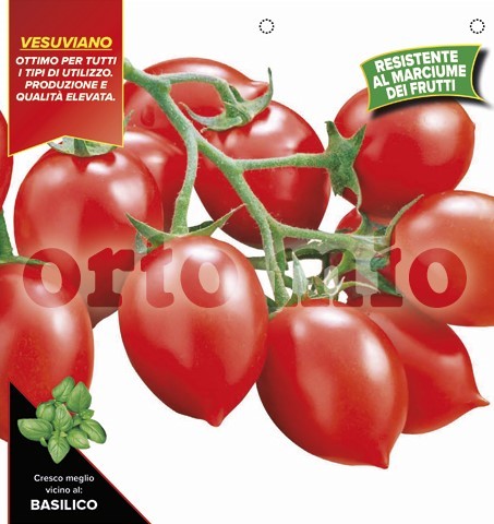 Tomaten vom Vesuv, Sorte Trendy (F1), 6er Tasse resistent gegen TSWV-Virus PP-Nr.: IT-08-1868