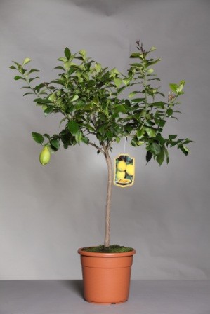 Citrus, Stamm 24/120 cm Limon - Zitrone PP-Nr.: IT-19-1880